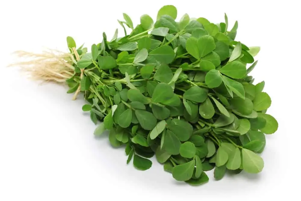 The 10 amazing benefits of fenugreek