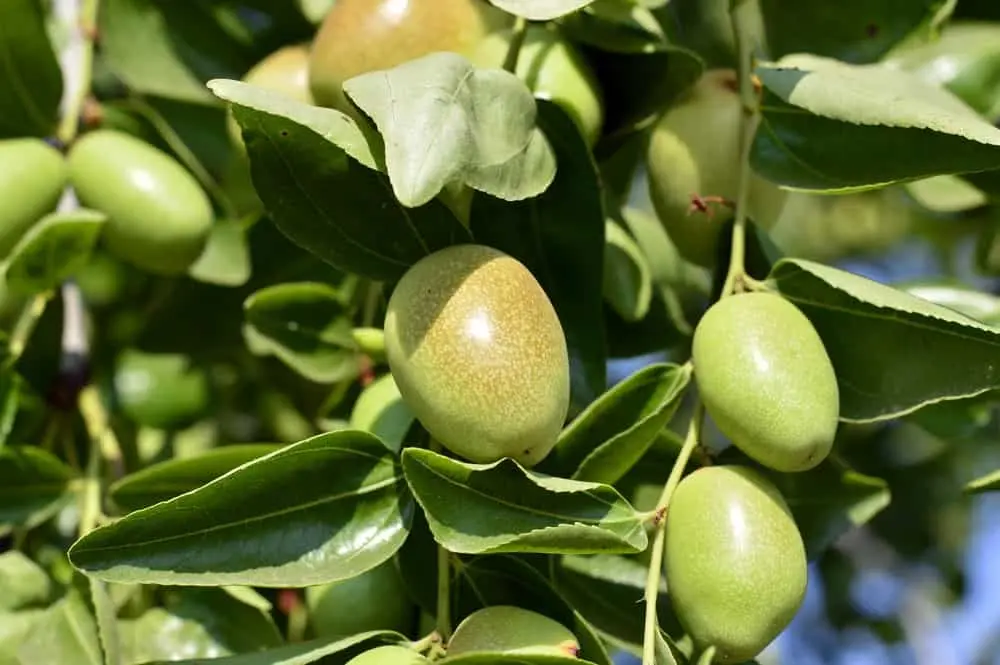 The 10 benefits of jojoba oil