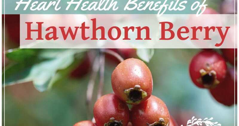 The 6 benefits of hawthorn &#8211; happiness and health