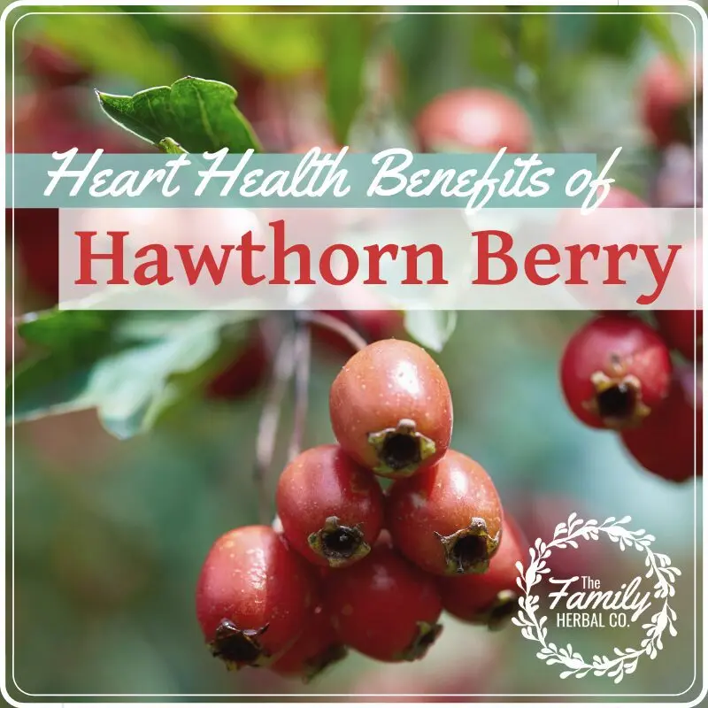 The 6 benefits of hawthorn &#8211; happiness and health