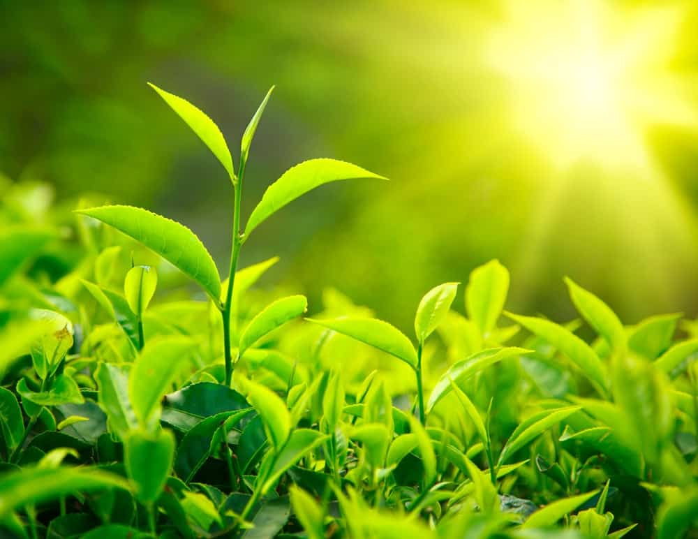The 9 health benefits of green tea