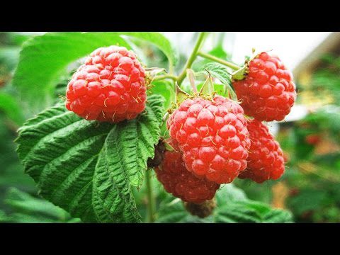 The benefits and harms of raspberries: what you need to know and remember