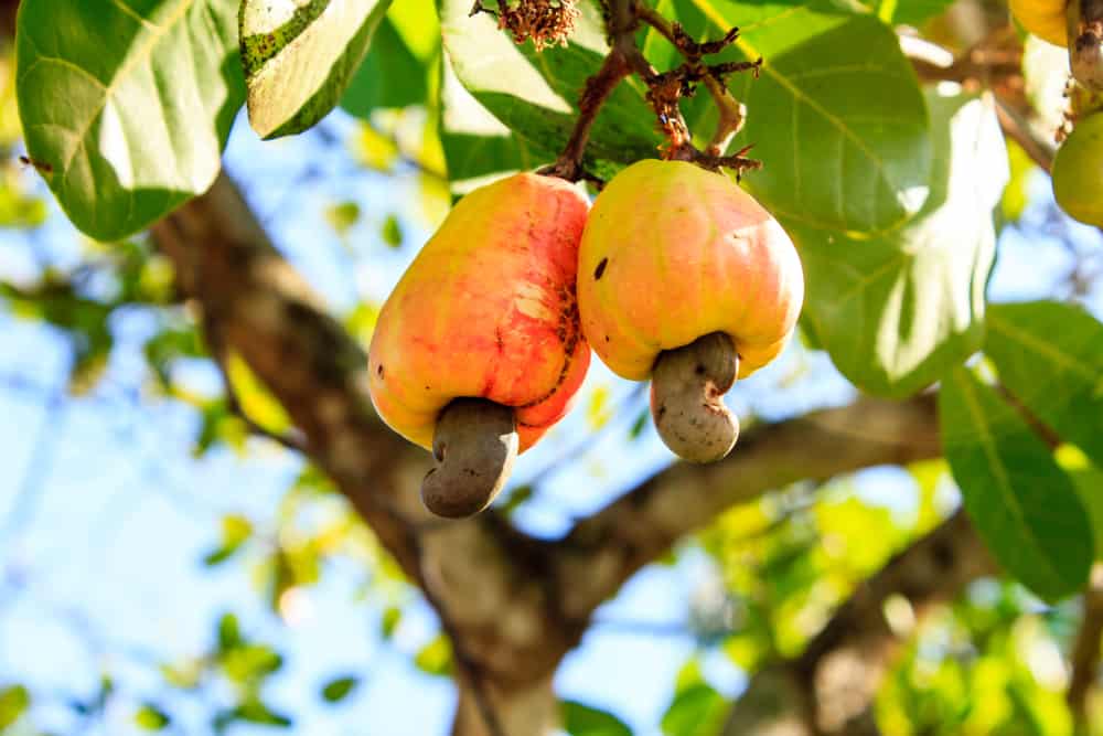 The cashew nut: a small nut packed with nutritional qualities &#8211; happiness and health