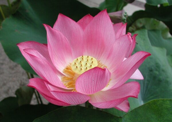 Kembang Lotus: kabeh babagan sejarah lan makna - rasa seneng lan kesehatan
