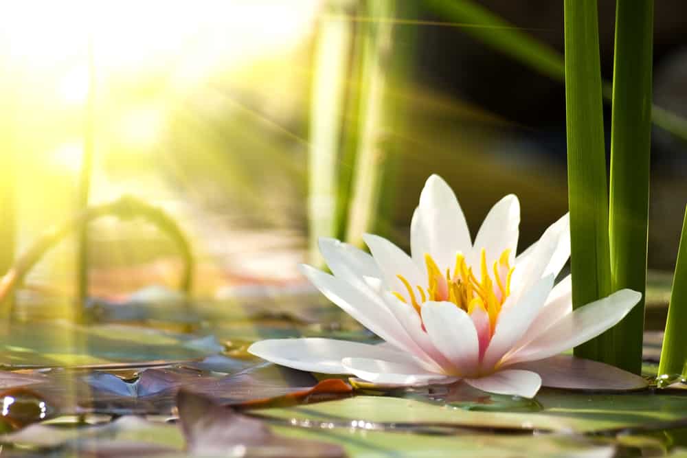 The Lotus Flower: all about its history and meaning &#8211; happiness and health