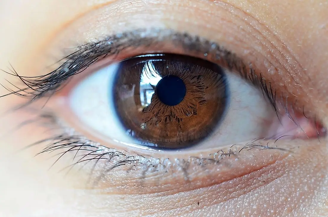 The nature and color of human eyes: interesting facts