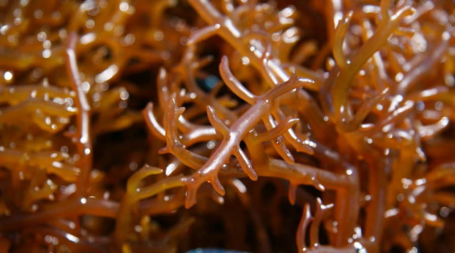 The risks of carrageenan (this food additive)