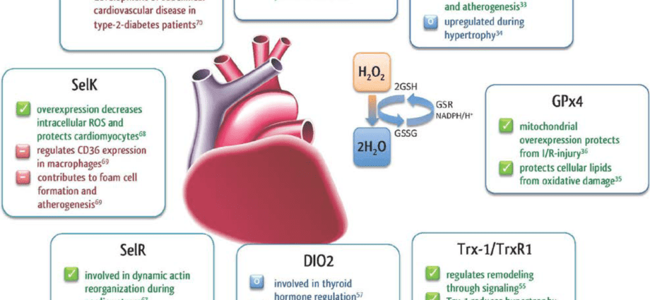 The role of selenium in the human body