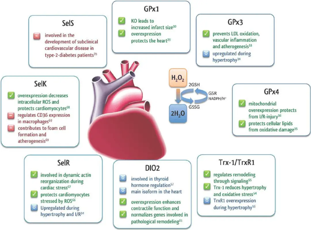 The role of selenium in the human body