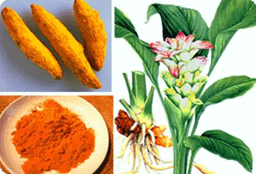 Turmeric: medicinal properties, composition, application