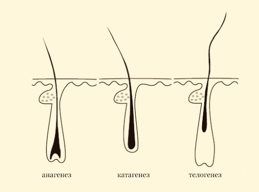 What affects hair growth: main factors, video