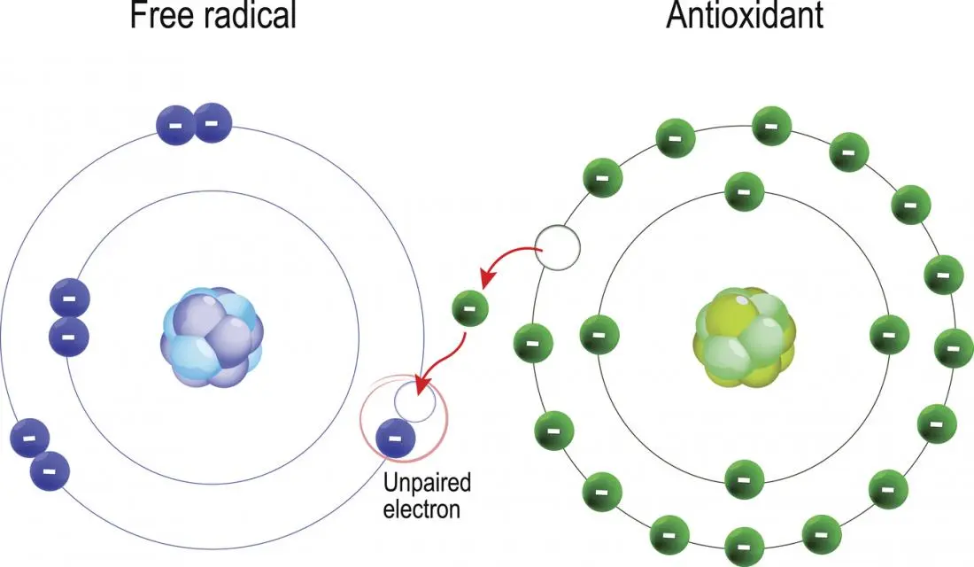 What are free radicals and how to slow down the aging of facial skin