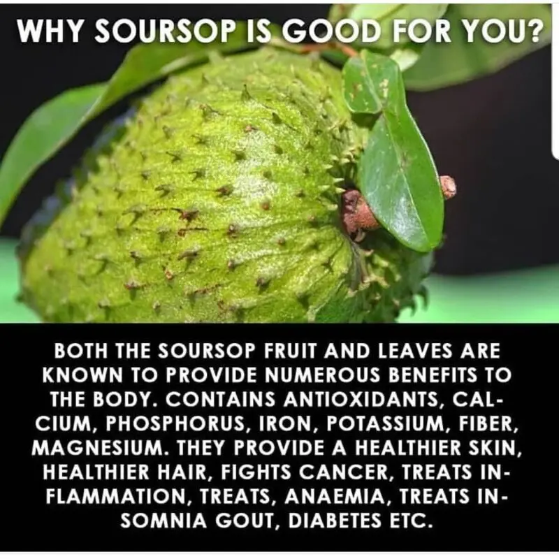 What are the benefits of soursop? &#8211; Happiness and health