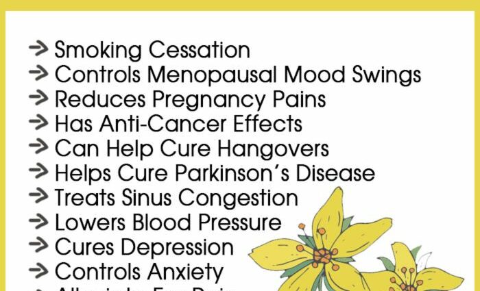 What are the benefits of St. John&#8217;s Wort? &#8211; Happiness and health