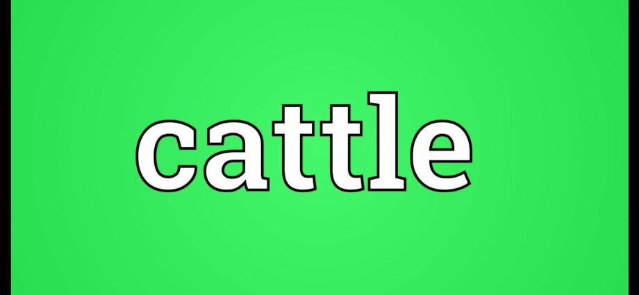 what-does-the-word-cattle-mean-and-who-is-it-called-history-facts