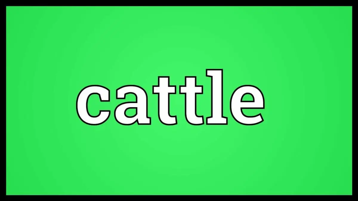 What does the word cattle mean and who is it called: history, facts