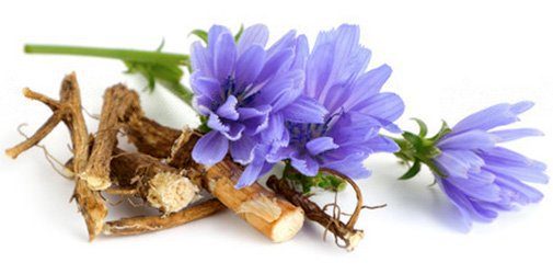 What is chicory and how is it good for the body