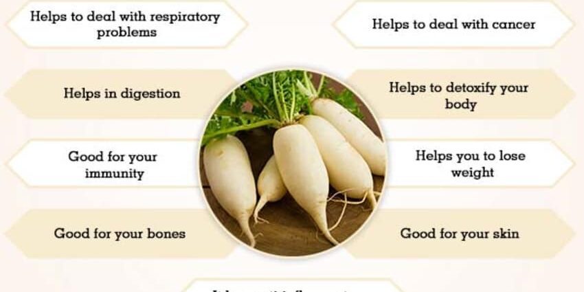 What is daikon and what is it eaten with: benefits and harms