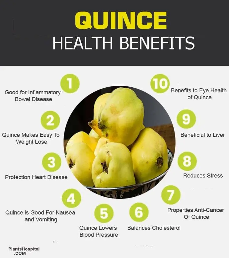 What is quince: health benefits and harms, video