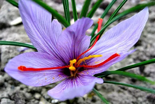 What is saffron and why is it very expensive