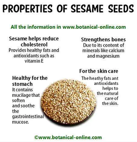 What is sesame: properties, application of seeds and oil