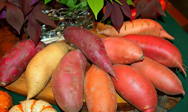 What is sweet potato and what is it eaten with: health benefits and harms