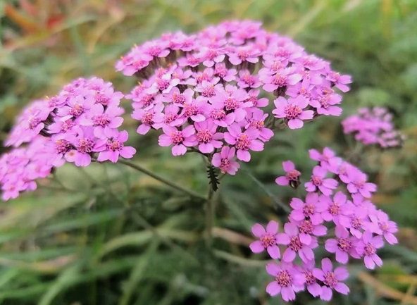 What is yarrow: medicinal properties, application