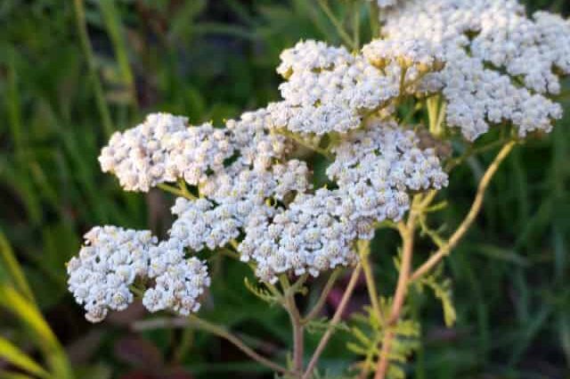 What is yarrow: medicinal properties, application