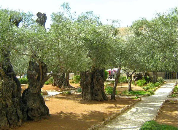 What to see in Jerusalem in 1 day: photo, video