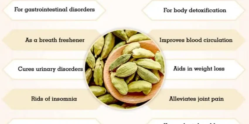 Why cardamom is useful: the healing properties of seeds and oils