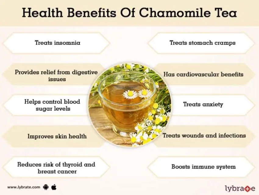 Why is chamomile tea useful: medicinal properties, application