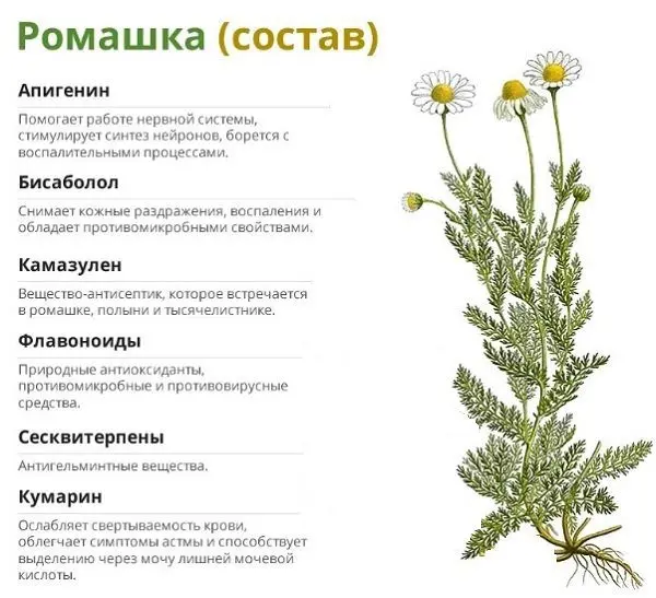 Why is chamomile tea useful: medicinal properties, application