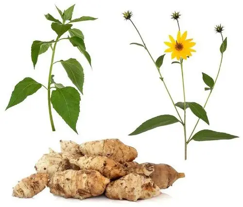 Why Jerusalem artichoke is useful for the human body