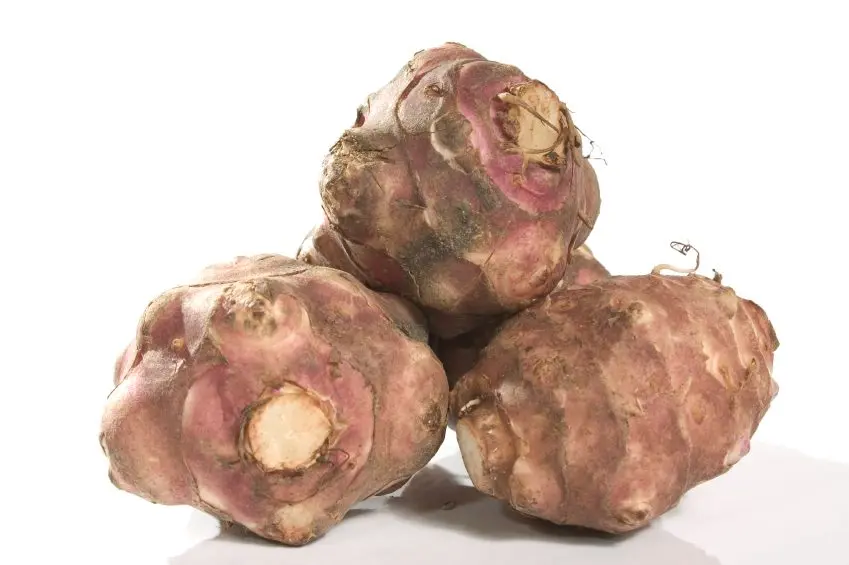 Why Jerusalem artichoke is useful for the human body