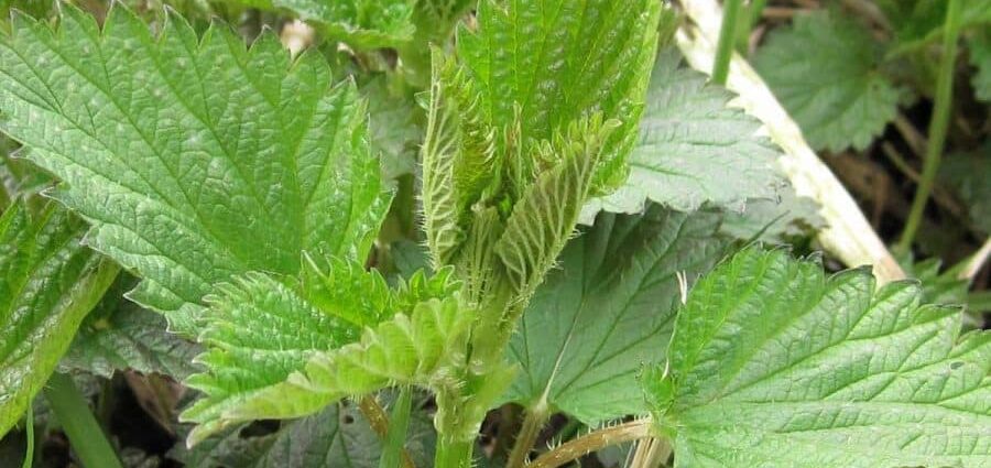 Why nettle is useful for the human body: properties and application