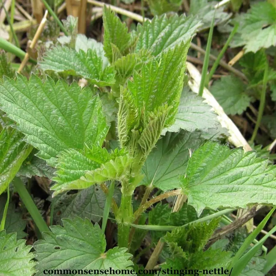 Why nettle is useful for the human body: properties and application