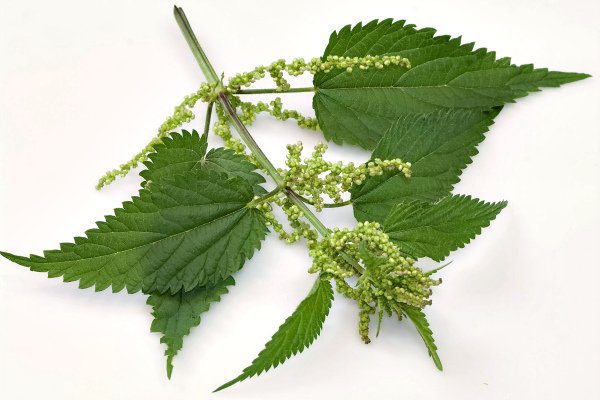 Why nettle is useful for the human body: properties and application