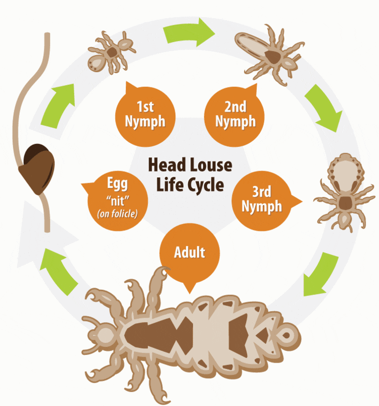 All about lice - Healthy Food Near Me