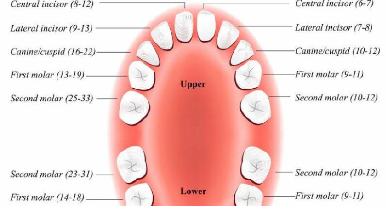 At what age will my child lose his baby teeth?