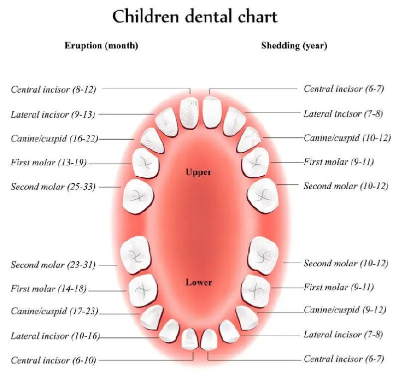 At what age will my child lose his baby teeth?