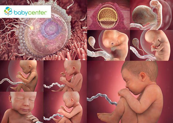36の果物と野菜に示されている子宮内の胎児の進化