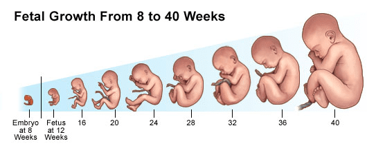 Baby size: the big benchmarks