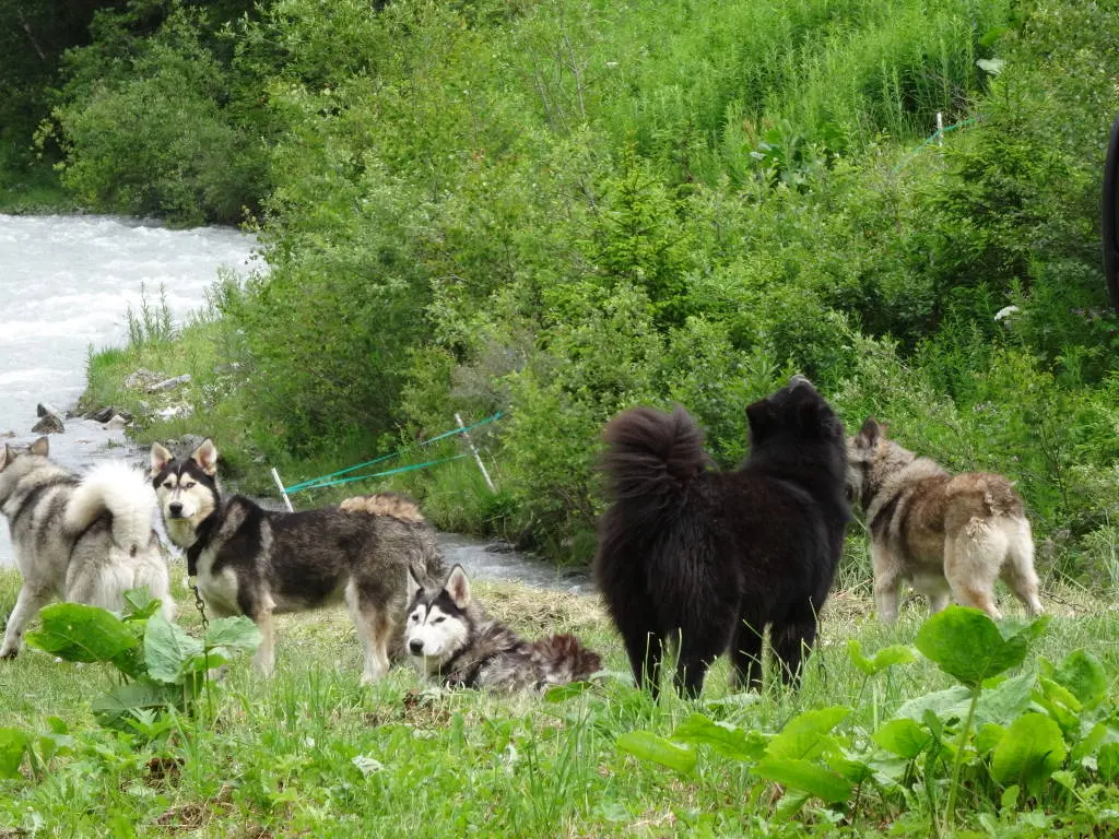 Cani-rando or sled dogs &#8230; in summer