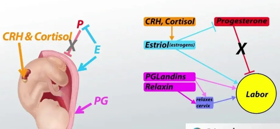 Childbirth: the key role of hormones