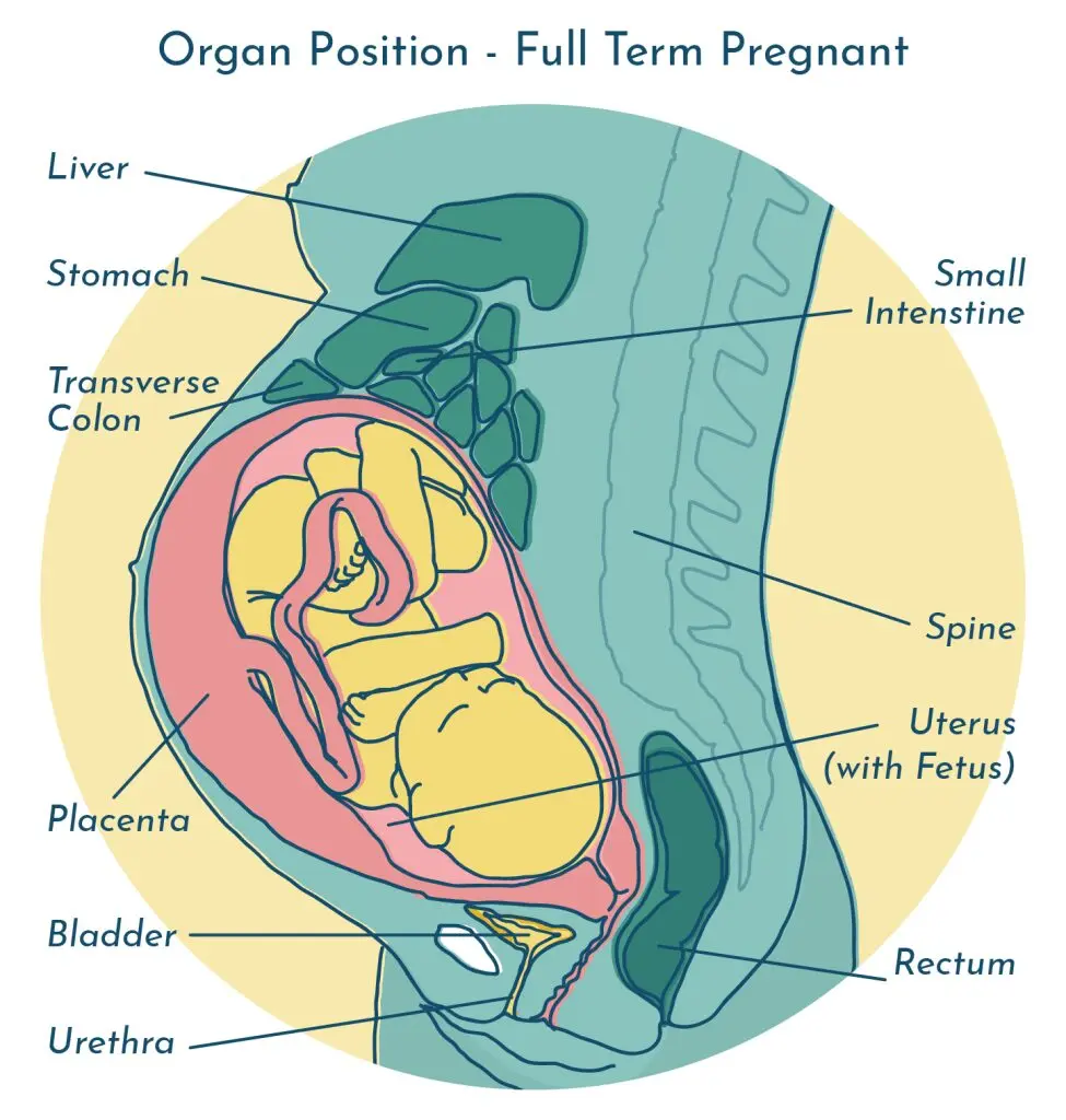 Cystitis during pregnancy: how to avoid having a urinary tract infection?