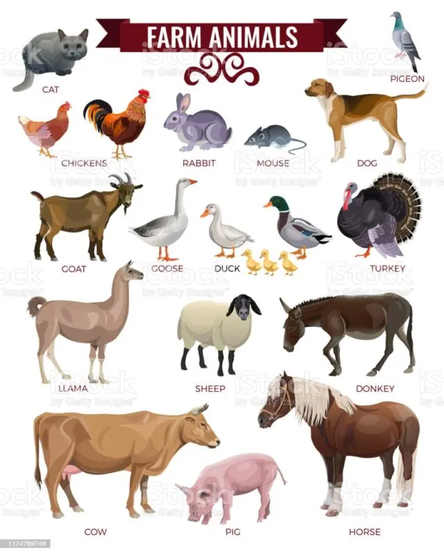 Farm animals