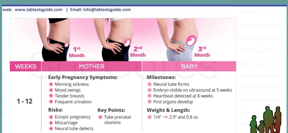 First trimester of pregnancy: procedures and exams