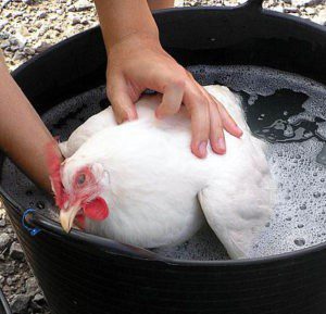 Intoxicação alimentar: não lave o frango antes de cozinhar!