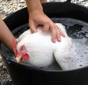 Food poisoning: do not wash your chicken before cooking!