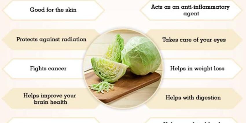녹색 양배추: 온 가족을 위한 영양학적 이점